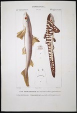 1831,PRETRE ORIGINALE ENGR. BELLISSIMO ANTICO ACQUERELLO AUSTRALIA SQUALO TIGRE XLN