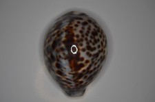 Cypraea tigris mm - 67,78,