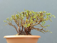 Bonsai di Timo 25x14cm Stile