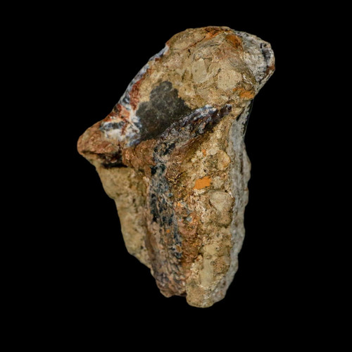 Corona dente fossile