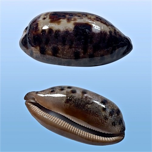 Cypraea testudinaria negros - cypraea,