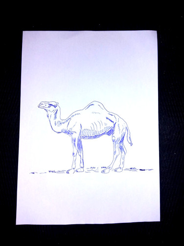 Disegno cammello a penna - disegno,