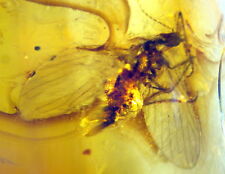 Ambra del Mar Baltico con RARA