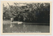 Bad Nenndorf - Erlengrund Teich Schwäne Kinderwagen SERIE 3x - Altes Foto 1950er