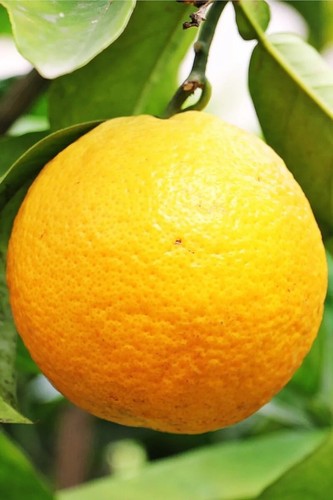 Pianta arancio vaniglia - vaniglia, in
