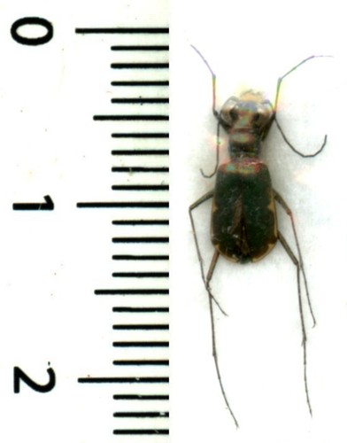 Cicindelidae cicindela - cicindelidae,
