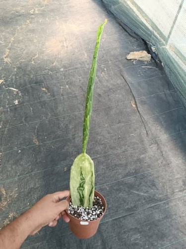 Opuntia cochenilifera