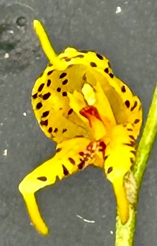 Masdevallia specie polysticta - specie,