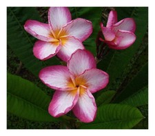 1 talea"di Plumeria "Kazoo" -Cutting" lunga dai 30/50 cm