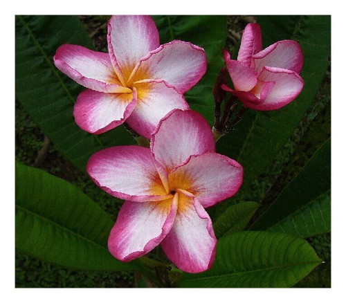 Talea plumeria kazoo - 1, "kazoo"