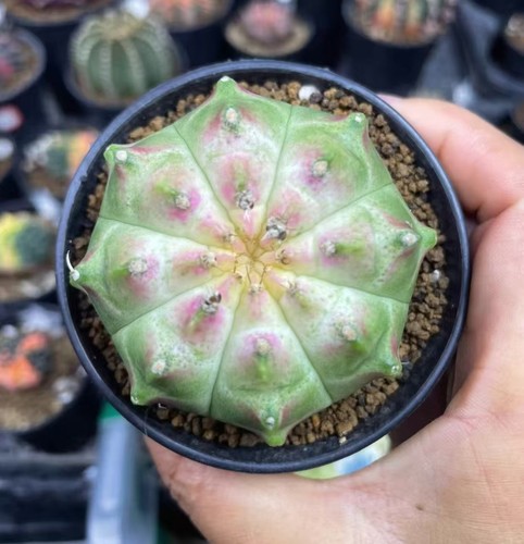 Gymnocalycium mihanovichi
