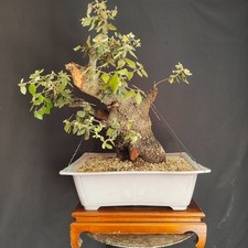PRE BONSAI ESEMPLARE DI LECCIO