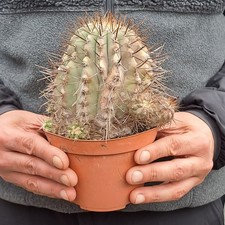 Copiapoa cinerea f. albispina