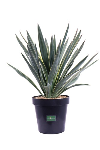 Pianta yucca gloriosa - pianta, di