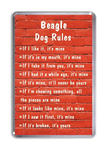 Beagle dog rules funny - funny,