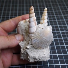 Turritella Gastropode Bivalve Composito Fossile Miocene Francia T5