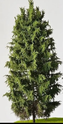 Albero modello h0 - modello,