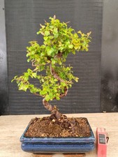bonsai di ciliegio cinese h 39