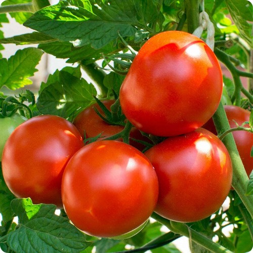 Oregon spring tomate - oregon,
