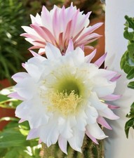 Tri cereus schickendantzii - tri.cereus,
