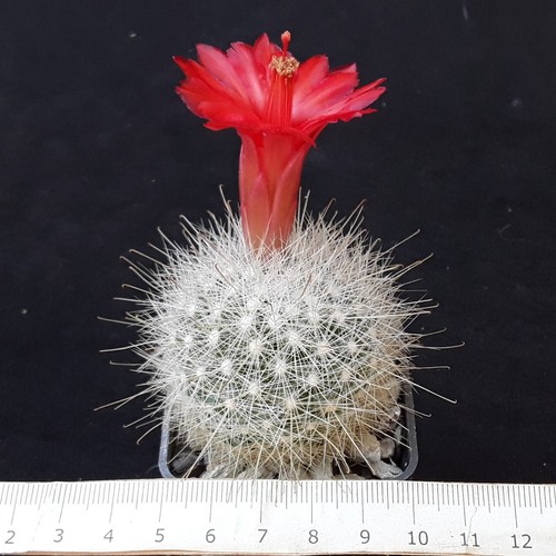 Mammillaria mamilopsis senilis - mamilopsis,