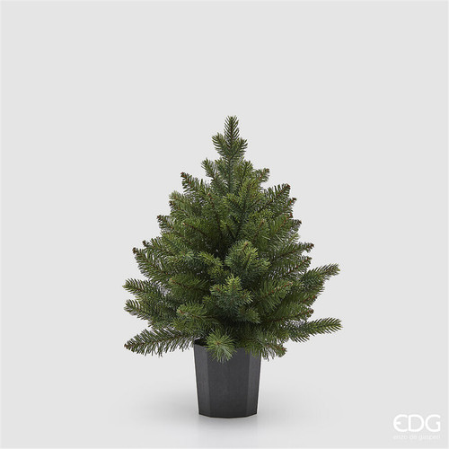 Albero pino argentato - albero, con