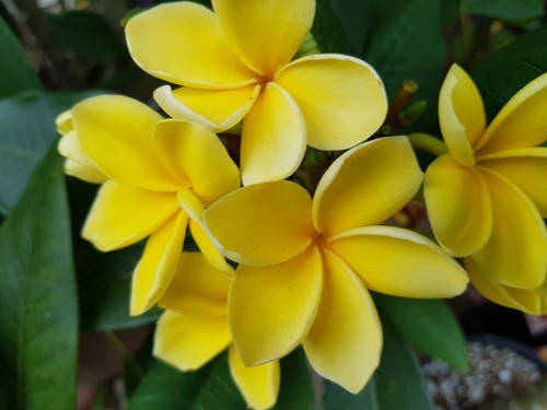 Frangipani plumeria oro inca - oro,