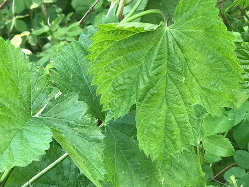 Pianta luppolo selezionata - luppolo,