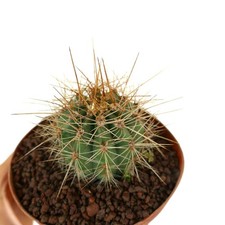 Trichocereus terscheckii -  -