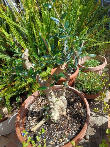 Pre bonsai olivastro - bonsai,