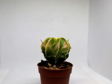 Astrophytum Myriostigma cv