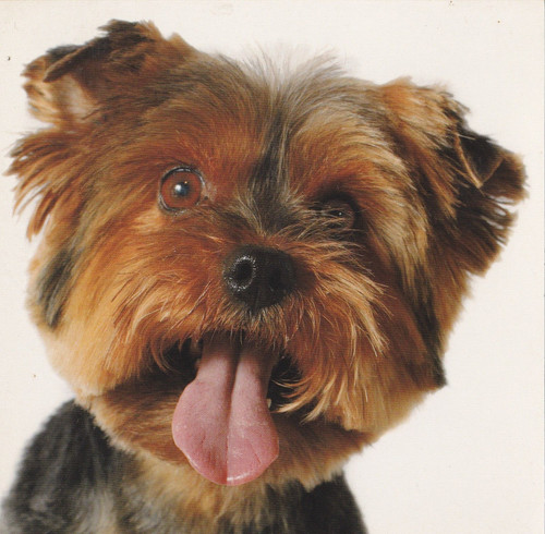 Yorkshire terrier yorky - yorkshire, ****