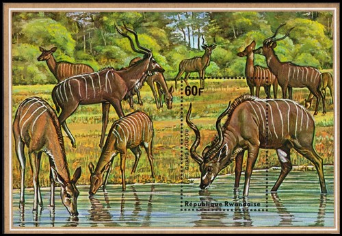 Rwanda 623 grande - grande, kudu