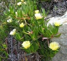 10x 25cm Fico degli Ottentotti