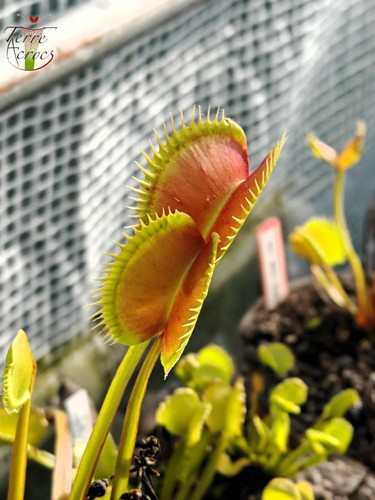 Dionaea muscipula la - --, "la
