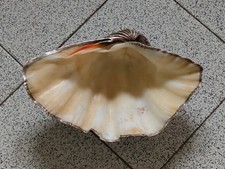 Conchiglia  valva di TRIDACNA