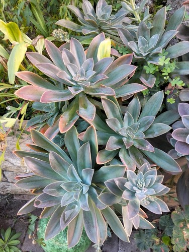 Echeveria talee di - 2, 5