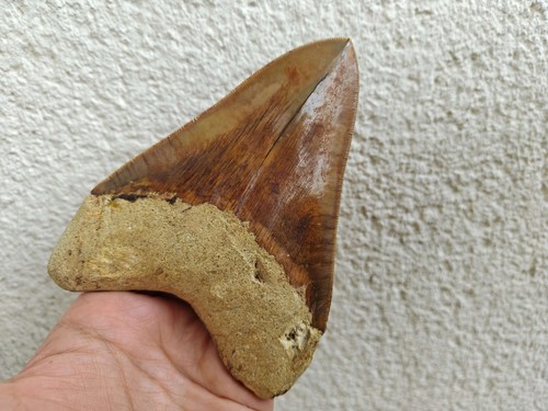 Dente megalodonte grande - dente,