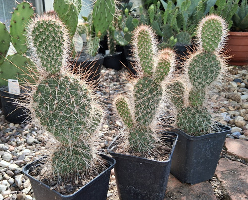 Opuntia polyacantha - , v