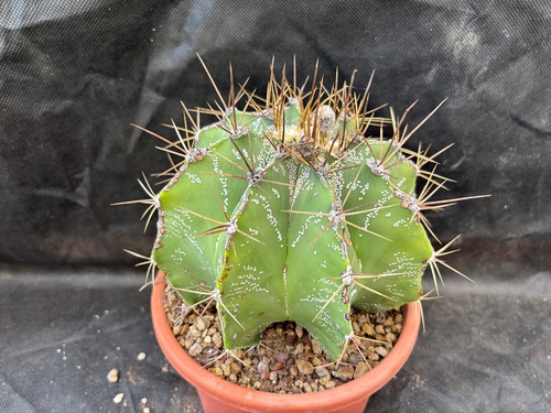 Astrophytum myriostigma - astrophytum,