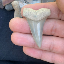 Carcharodon hatalis estinto