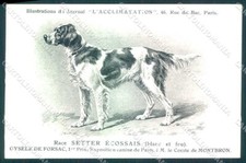 Animali Cane Cane Setter Ecossais Setter Gordon cartolina VK9550