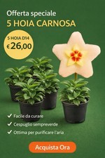 5 Hoya Carnosa Grandi D14 Cm