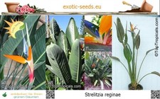 Strelitzia reginae - Fiore