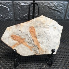 76g Pesce Naturale Cretaceo