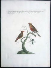 Stampa antica avis americana peregrina Manetti Ornitologia acquaforte 1771
