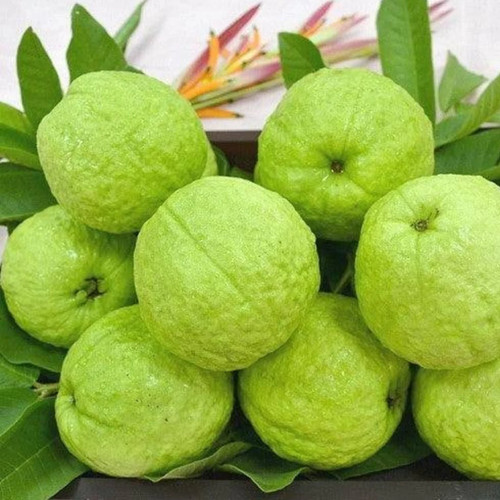 Guajava psidium safeda - guajava, psidium,