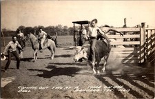 Rppc postcard one bull - one,