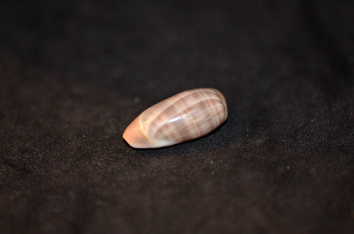 Scarce volvarina angustata - scarce,