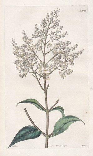 Ligustrum lucidum fiore cina - ligustrum,